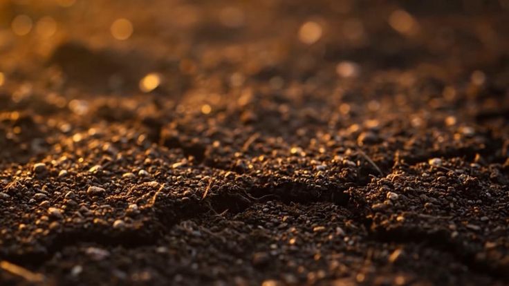 Soil Nutrient Development